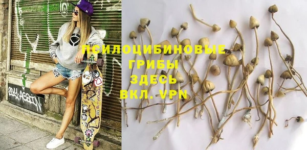прущие грибы Каменногорск